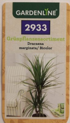 Dracaena marginata/ Bicolor - 1