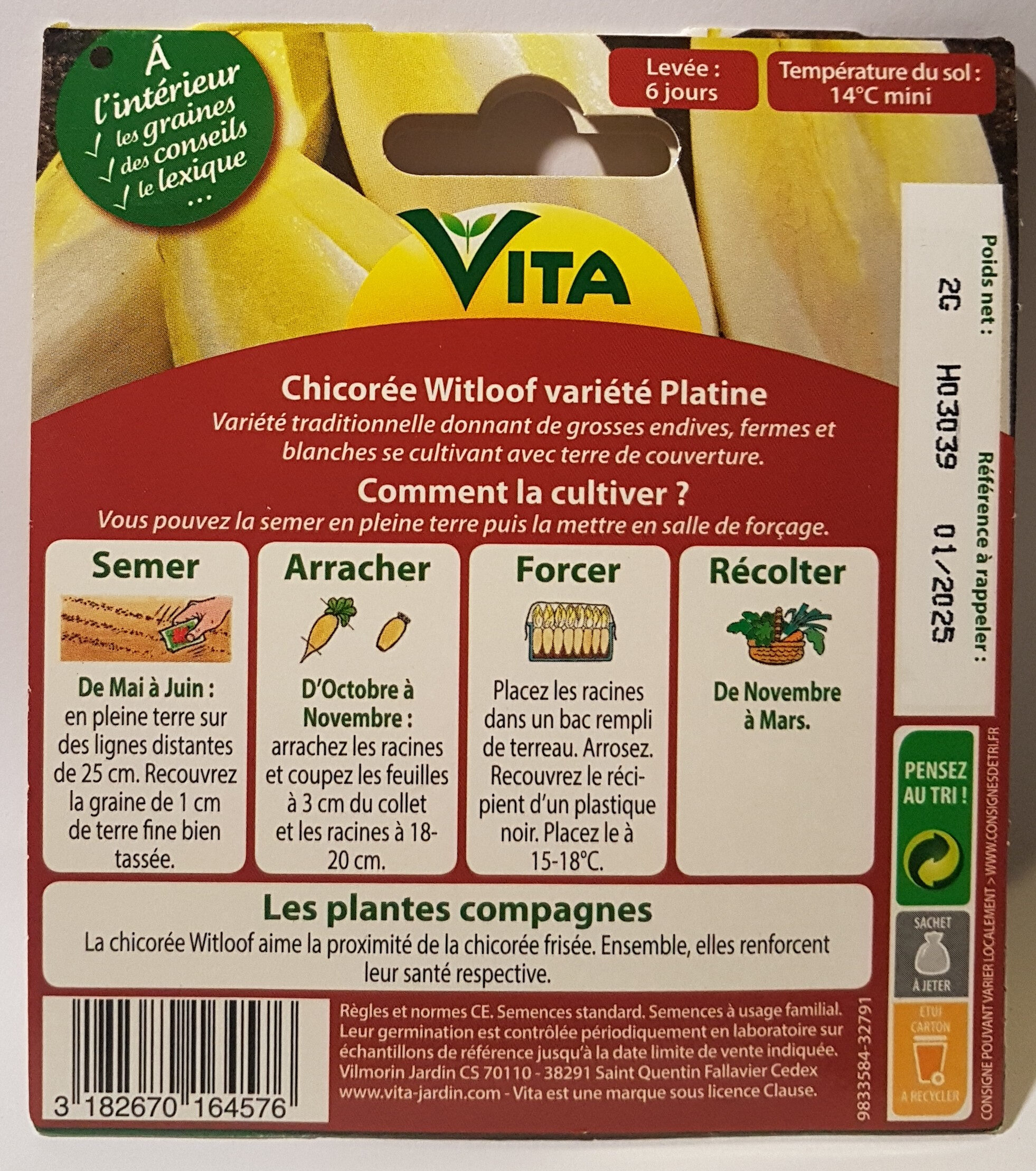 Chicorée Witloof Variété Platine - Ingredients - en