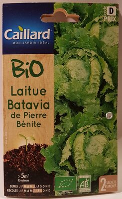 Laitue Batavia de Pierre Bénite - 1