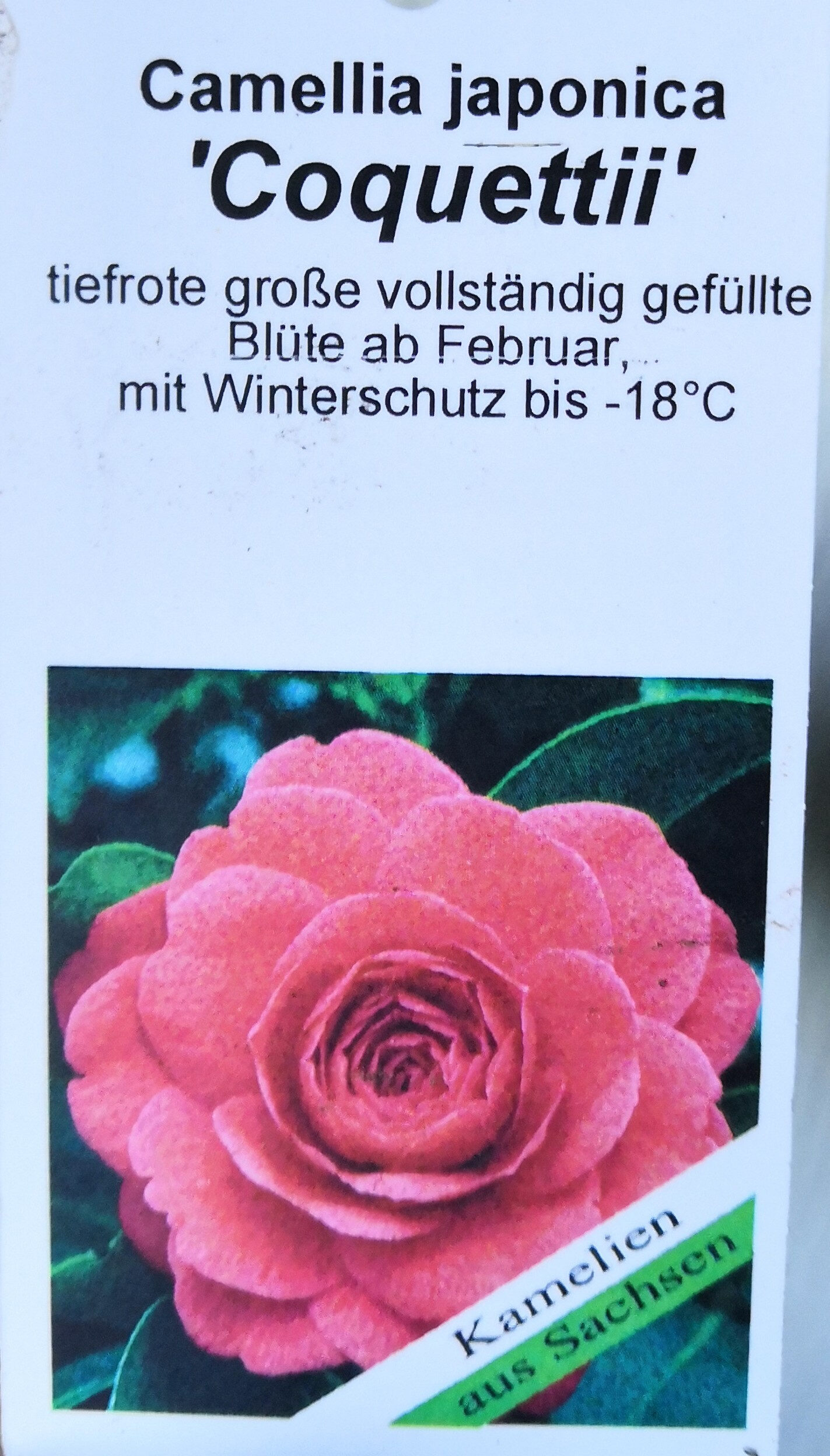 Camellia japonica 'Coquettii' - Product - de