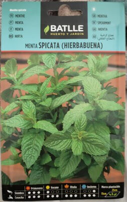 Menta spicata (hierbabuena) - Produit - es