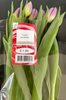 Tulpen gemischt - Product