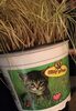 Herbe a chat - Product