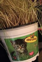 Herbe a chat - Product - fr